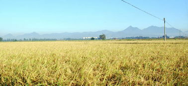 农产品企业选择什么样的销售模式最靠谱