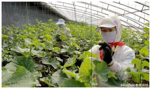 北大才子返乡务农 从外交官梦到蔬菜经营的成功转型