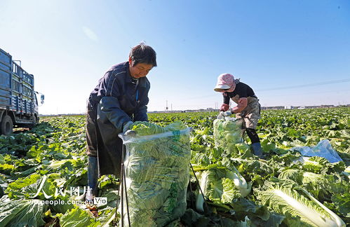 河北玉田 白菜采收繁忙，蔬菜经营迎来丰收时节